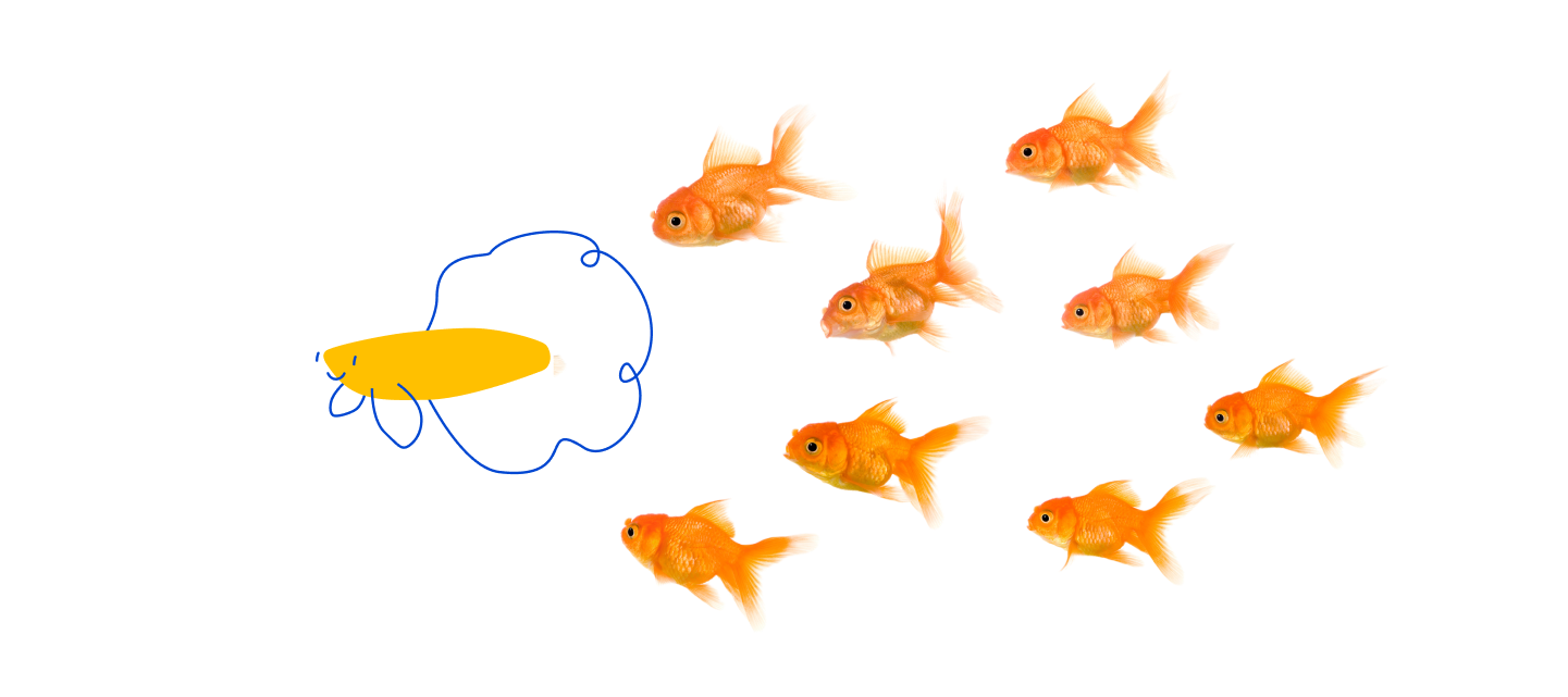 Pet supermarket fish online